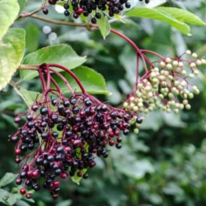2 American Black Elderberry Plants Live - 6-12 Inch Tall, Elderberry Tree for Outdoor Garden Landscaping