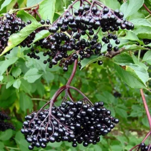 2-Pack American Elderberry Bush Live Plants - 6-12 Inc Tall - Black Elderberry Trees for Fast-Growing Fruit and Outdoor Planting