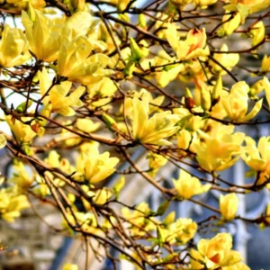 Magnolia Tree Live Plant, Magnolia Plant Live, 6-12 Inc, In 2.5 Inch Pot, Magnolia Bush Live, Fragrant Magnolia Flowers