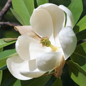 Magnolia Tree Live Plant, Magnolia Plant Live, 6-12 Inc, In 2.5 Inch Pot, Magnolia Bush Live, Fragrant Magnolia Flowers