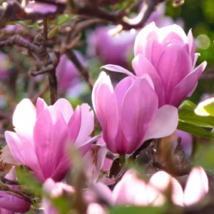 Magnolia Tree Live Plant, Magnolia Plant Live, 6-12 Inc, In 2.5 Inch Pot, Magnolia Bush Live, Fragrant Magnolia Flowers