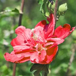 Rose Of Sharon Plant Live, 8-14 Inc Tall, Hibiscus Althea Rose Of Sharon Tree In Quart Pot, Hibiscus Plant live, Hibiscus Syriacus