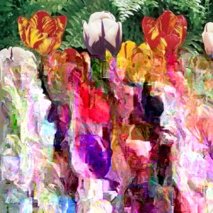 10 Rembrandt Tulip Bulbs Mixed Colors - Easy Grow Perennial Flowers - Image 1