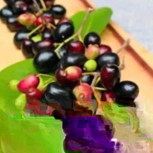 Black Java Plum (Syzygium Cumini) Fruit Tree Live Plant 6-10 inch Tropical Edible - Image 5