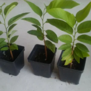 Sugar Apple Live Plant Seedling - Annona Squamosa Custard Fruit Tree - Image 5